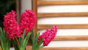 Hiacynty zakwitną na Wielkanoc. Wystarczy, że zrobisz to w najbliższych dniach 