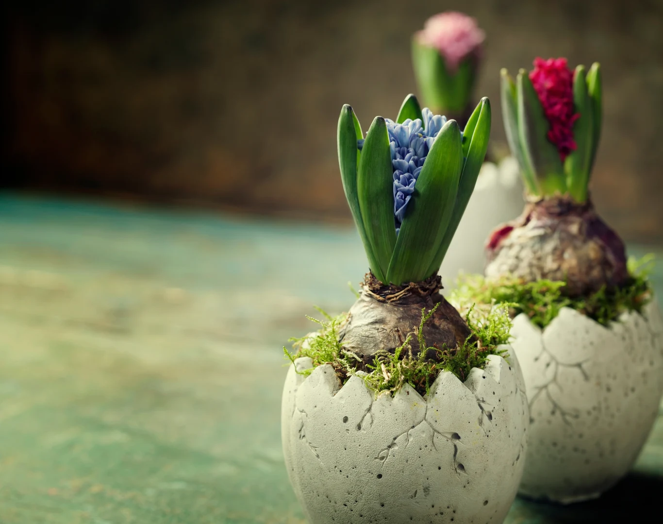 Cebulkę hiacynta należy pozostawić pod przykryciem, aż pędy się wydłużą i pojawi się wyczuwalny pąk. Dzięki temu roślina zdąży zakwitnąć do Wielkanocy.