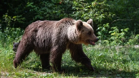 W Bieszczadach na początku kwietnia samica niedźwiedzia brunatnego (łac. Ursus arctos) zaatakowała 27-latka w obronie swoich młodych