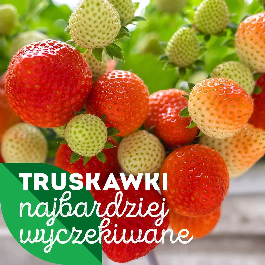 Krajowy Związek Grup Producentów Owoców i Warzyw