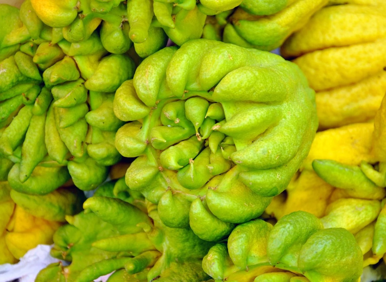 "Ręka Buddy" to jedna z odmian cytronu. "Ręka Buddy" to jedna z odmian cytronu.