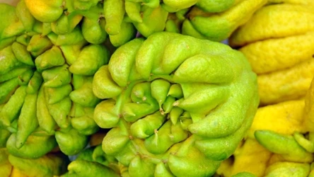 "Ręka Buddy" to jedna z odmian cytronu.