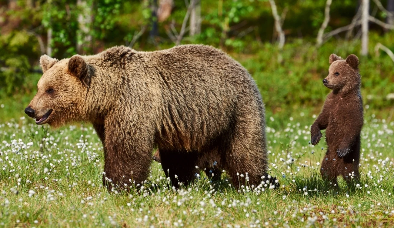Agresja ze strony niedźwiedzi brunatnych w Polsce należy do rzadkości, jednak zazwyczaj wynika z obrony potomstwa
