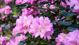 Zrób to z rododendronem jeszcze w czerwcu. Inaczej możesz zapomnieć o kwiatach w przyszłym roku