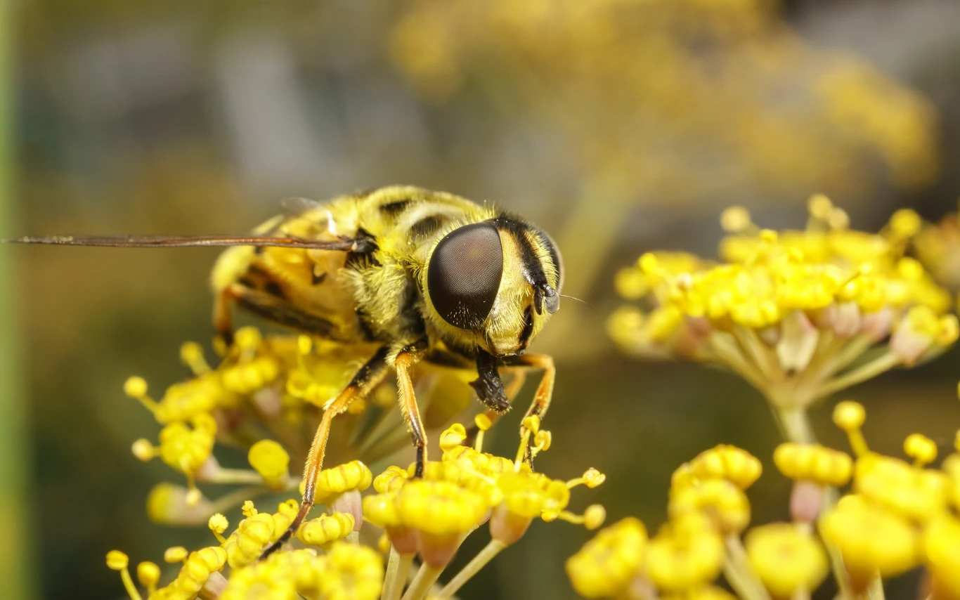 Osy nie lubią intensywnych aromatów roślinnych