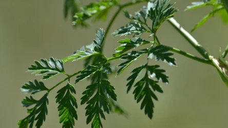 Szczwół plamisty (łac. Conium maculatum L.) to trująca roślina, łudząco przypominająca pietruszkę