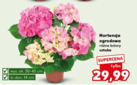 Hortensja E
