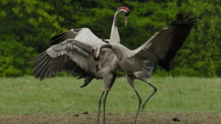 Taniec godowy żurawi