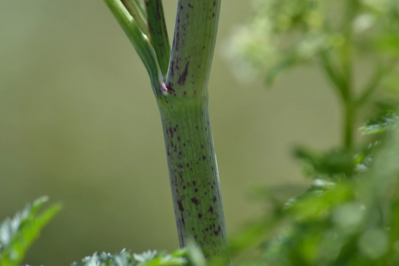 Łodyga szczwołu plamistego ma charakterystyczne fioletowe nakrapiania
