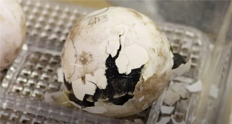 Zoo w Filadelfii ogłosiło wyjątkowe narodziny żółwi. Rodzice mają po 100 lat article cover