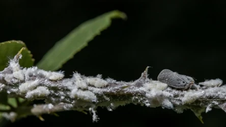 Biały skoczek pojawił się w Polsce w 2020 roku. 