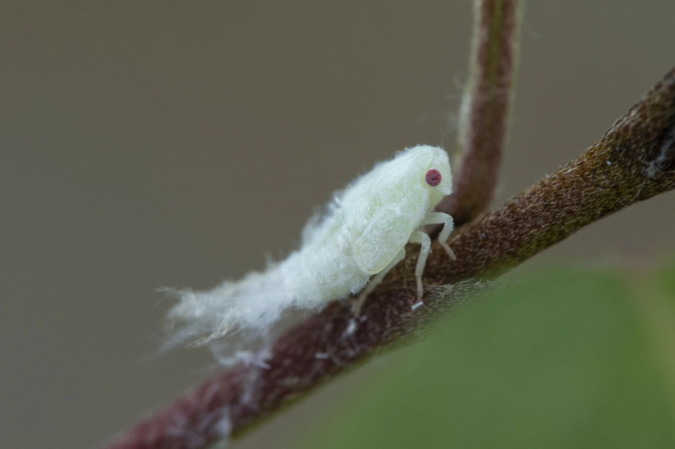 Ciało białego skoczka mierzy od 7 do 8 mm.