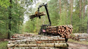 MKiŚ odpowiada na zarzuty dotyczące sytuacji finansowej LP, a także brak działań rządu i problemy z dostępnością surowca na rynku