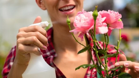 Zrób domowy oprysk dla róż, a szybko pozbędziesz się mszyc.