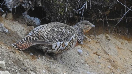 To samica czy samiec głuszca?