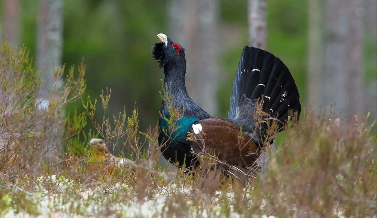 Na pierwszym planie widoczny samiec, a w tle dobrze zakamuflowana samica głuszca