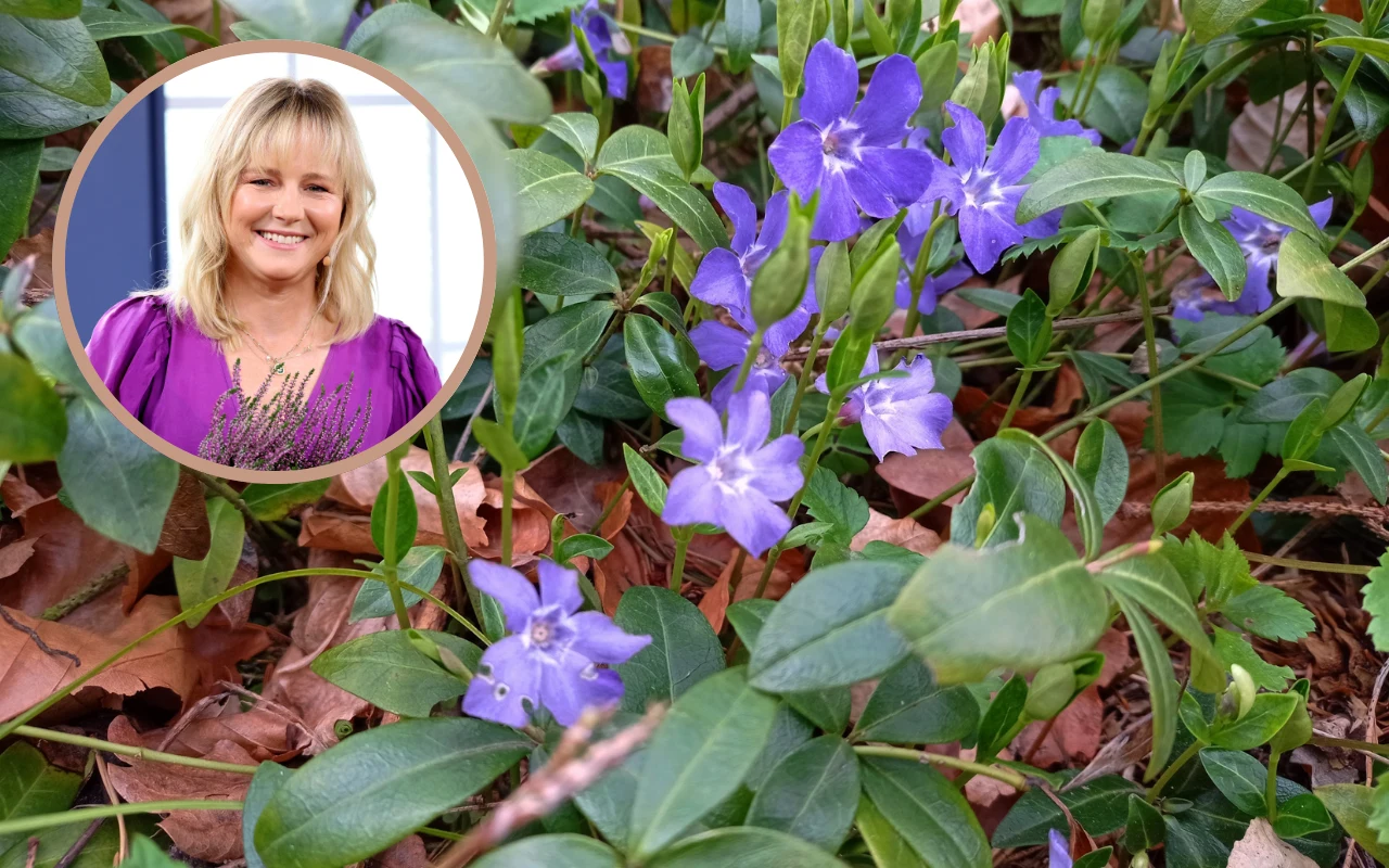 Co posadzić zamiast trawy? Maja Popielarska zdradza efektowną i prostą w uprawie alternatywę.