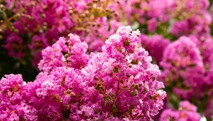 To ona zaczyna wypierać hortensje z ogrodów. Kwitnie prawie pół roku