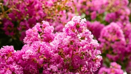 Lagerstremia indyjska jest coraz chętniej uprawiana w przydomowych ogrodach. 