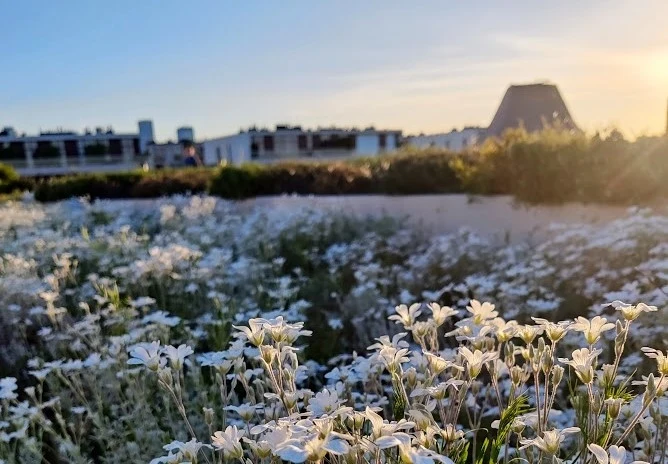 Ogród na dachu Centrum Nauki Kopernik w Warszawie