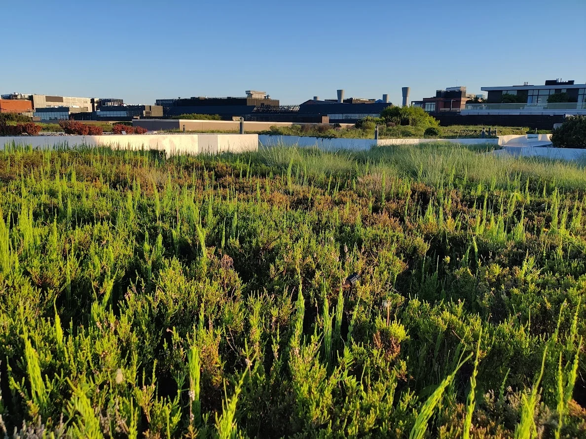 Ogród na dachu Centrum Nauki Kopernik w Warszawie Zielony dach z rosnącą trawą i roślinnością na tle miasta z nowoczesnymi budynkami. Błękitne niebo w tle podkreśla ekologiczny charakter miejsca.