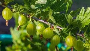 Agrest obsypie się soczystymi owocami. Wystarczy, że będziesz podlewać go tym