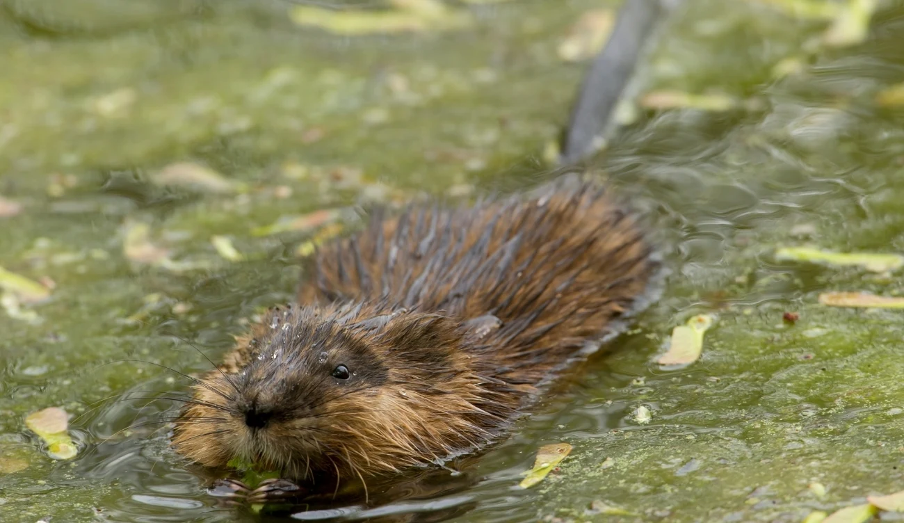Piżmak (łac. Ondatra zibethica) jest typowym gatunkiem ziemno-wodnym /CanvaPro