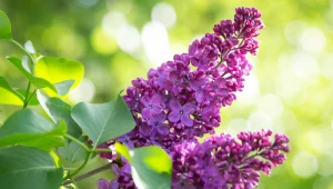 Zrób to z bzem w kwietniu. Będzie tonął w kwiatach przez wiele lat