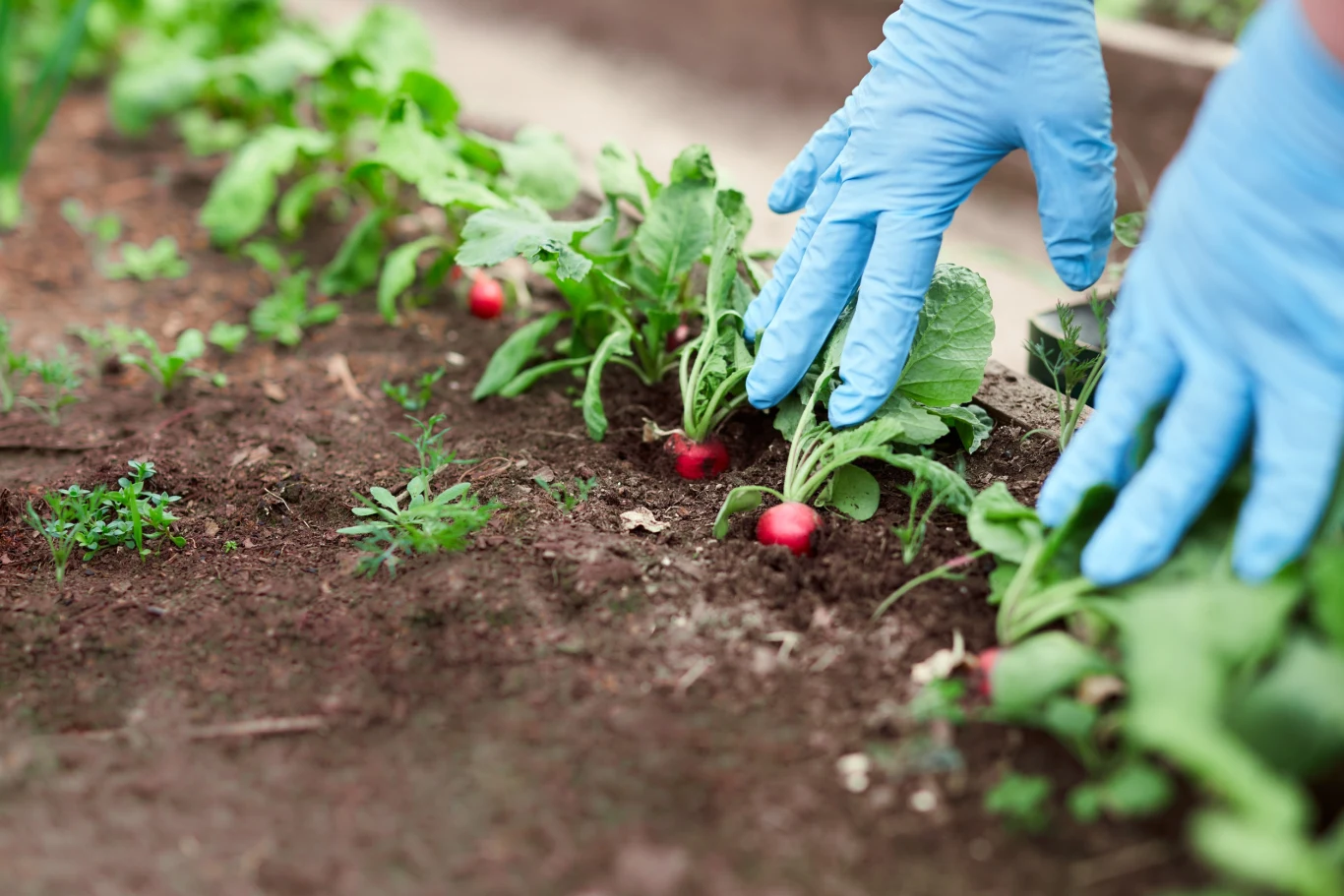 ​Tego absolutnie nie sadź w pobliżu rzodkiewki. Plony będą opłakane
