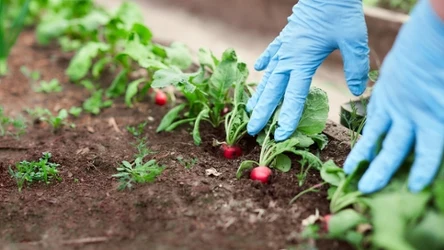 ​Tego absolutnie nie sadź w pobliżu rzodkiewki. Plony będą opłakane