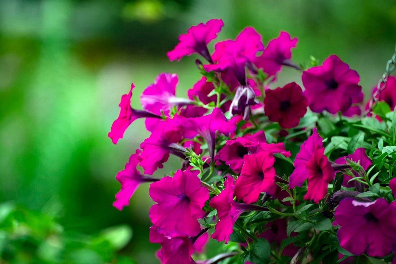 Fot. pixabay.com/ DuyCuong1080