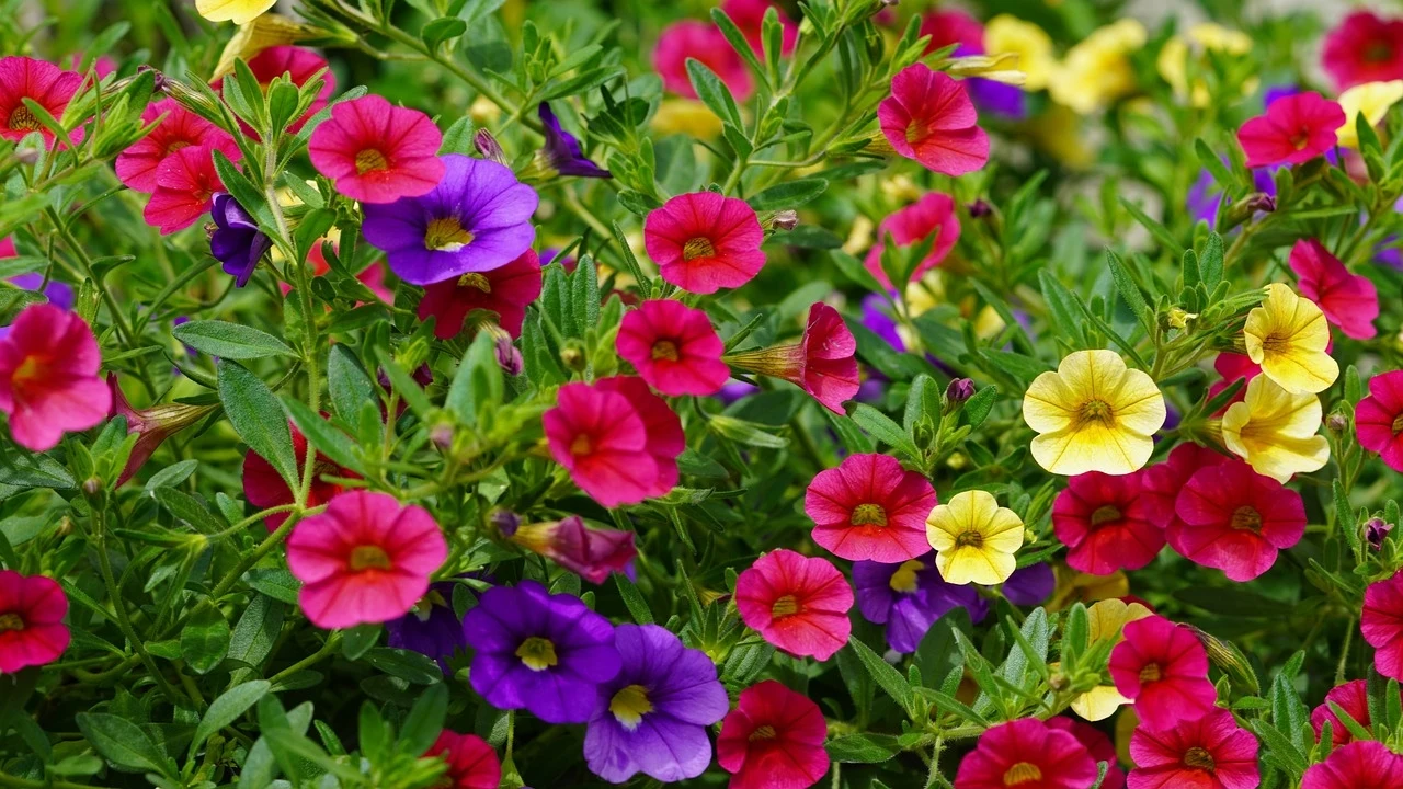 Fot. pixabay.com/ Mylene2401