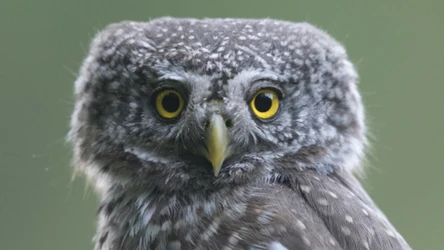 Najmniejsza sowa Europy niczego się nie boi, a ornitolodzy mogą oglądać ją z bliska