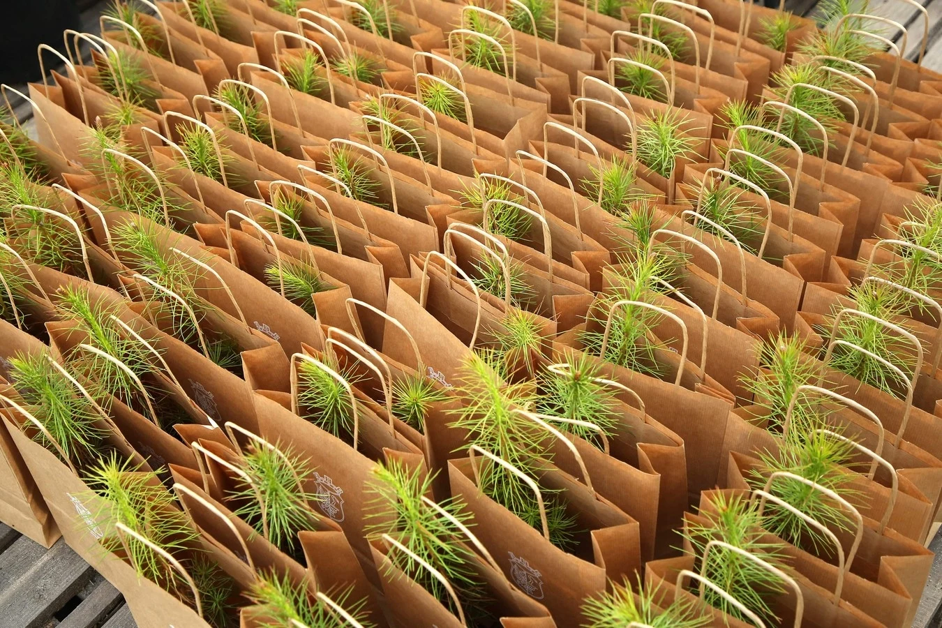 Czyste Zielone Miasta w Otwocku fot. Telewizja Polsat