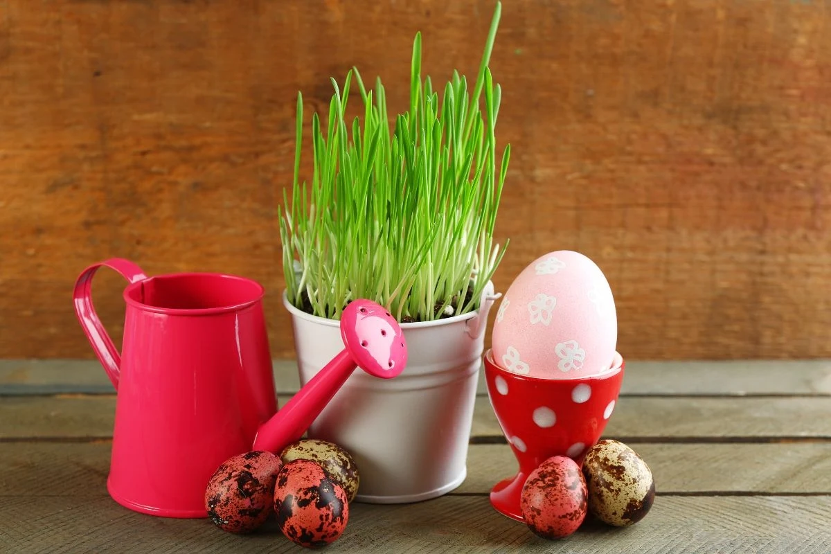 Trawę pszeniczną z powodzeniem można kupić lub samodzielnie wyhodować w domu. Sprawdzi się jako ozdoba, ale warto przyrządzić z niej zdrowy sok