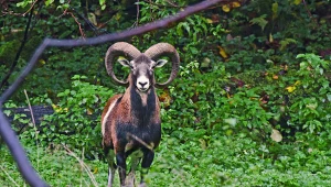 Tego dzikiego przodka owcy spotkasz w polskich górach 