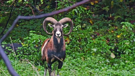 Gdzie są muflony w Polsce? 