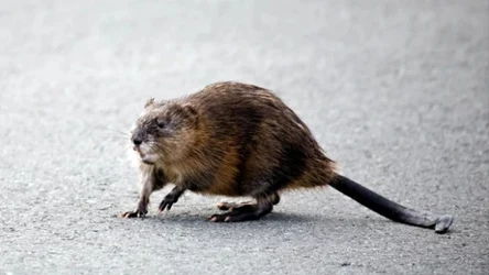 Jedną z najbardziej charakterystycznych cech piżmaka (łac. Ondatra zibethica) jest bocznie spłaszczony ogon