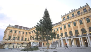 Ścięto 100-letnią choinkę. Żywić się nią będą tahry