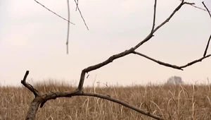Są zbawieniem dla środowiska. Bagna i mokradła wysychają