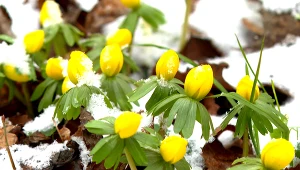 Pierwsze symbole wiosny. Nie chodzi o przebiśniegi