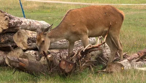 Karmić czy nie? Nie ma prostej odpowiedzi