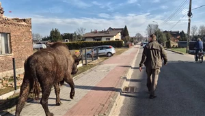 ''Wydarzenia'': Żubrzyca uciekła z rezerwatu w Tychach. Nie cieszyła się wolnością długo
