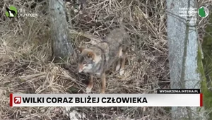 Wilki coraz bliżej człowieka