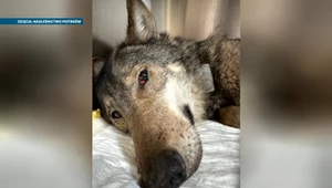Polski wilk uratowany. Wrócił na wolność, wszystko nagrała kamera