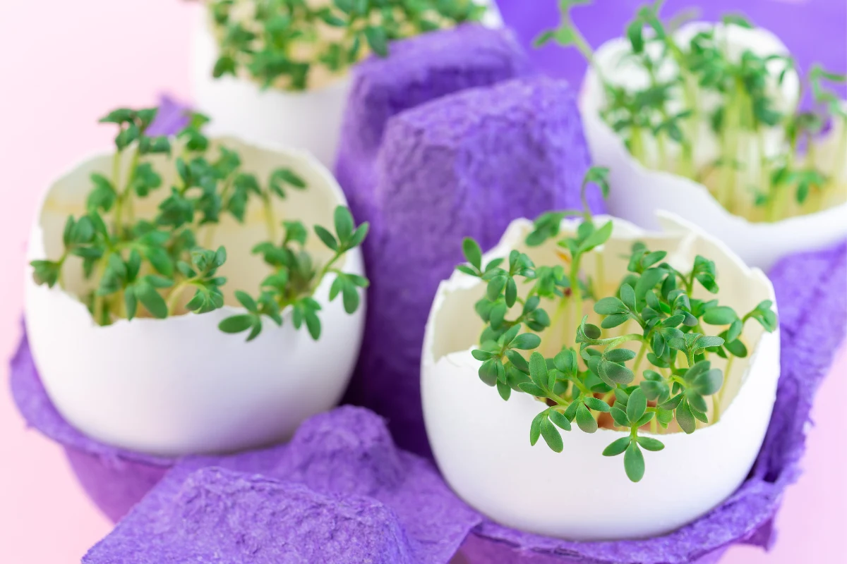 Rzeżucha to dobre źródło m.in. witaminy K. Warto ją jeść m.in. przy anemii czy osteoporozie