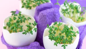 Rzeżucha to dobre źródło m.in. witaminy K. Warto ją jeść m.in. przy anemii czy osteoporozie