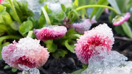 Co zrobić z kwiatami zniszczonymi po przymrozkach? 