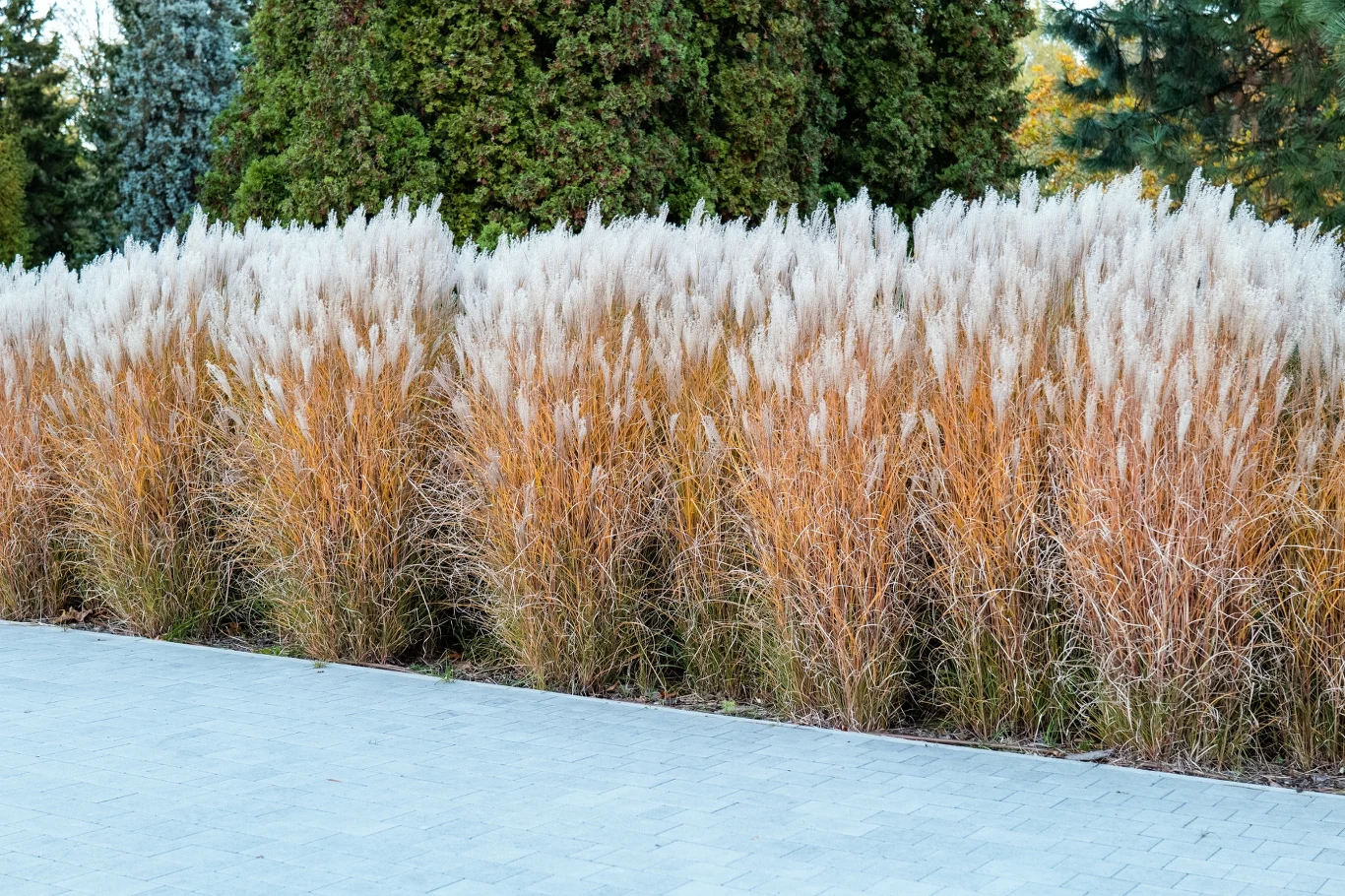 Rozplenica japońska to trawa ozdobna, popularna w ogrodach ze względu na swoje puszyste, dekoracyjne kwiatostany, które pojawiają się latem i jesienią Rozplenica japońska w ogrodzie