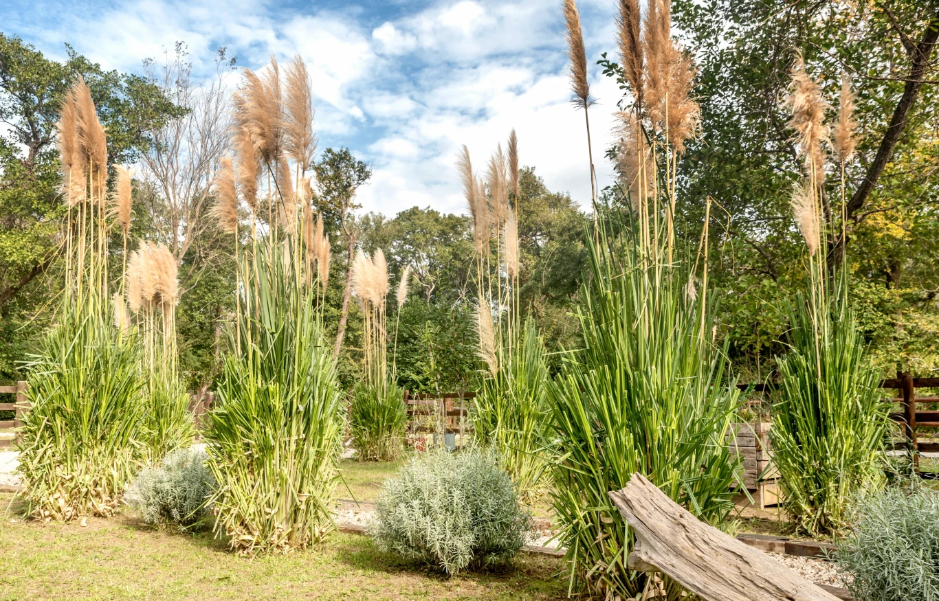 Trawa pampasowa może osiągnąć nawet trzy metry! Trawa pampasowa w ogrodzie